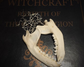 Large Jaw Bone Earrings- real bone jewelry- Taxidermy-animal bone jewelry