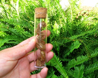 Cicada Shells, cicada shell, lot of 8 cicada shells cicada exoskeleton clean cicada skin shells cleaned in alcohol creepy crawlers test tube