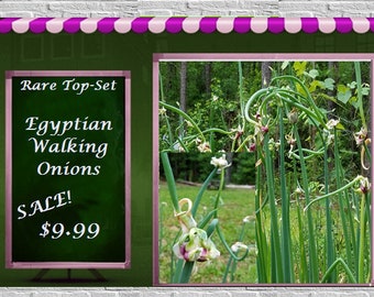 VikkiVines~12 EGYPTIAN WALKING ONIONS ~Rare Unique Top Set ~ Edible & Ornamental ~ Organic Bulbils! ~ Fabulous Garden Gift