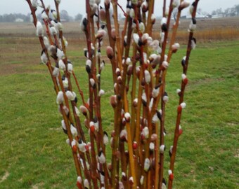 Pussy Willow / Select Stems / Wedding Decorations / Crafting / Willow Branches / Freshly Harvested/ Easter