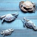 Two to Three Preserved European Green Shore Crabs New England shells sealife crab marsh unique curiosites curios