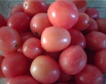 Sida pink tomato 300 seeds 100 seeds Heirloom Native Thai