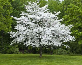 1 White Flowering Dogwood (Cornus-florida)