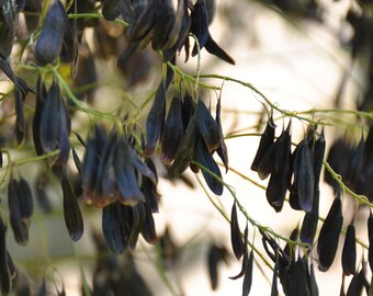 Woad seeds, Isatis Tinctoria seeds, Plant dyes, Natural dye seeds, DIY natural dyeing, Dyers garden, Blue dyes seeds, Natural dye woad, 50