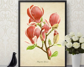 Botanical Print, Magnolia Lennei Print, Flower Print, Magnolia Botanical Print, Magnolia Art Print, Decorative Botanical Reproduction FL078