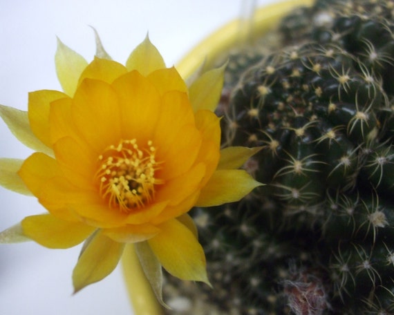Orange Cactus Flower--matted and framed photo