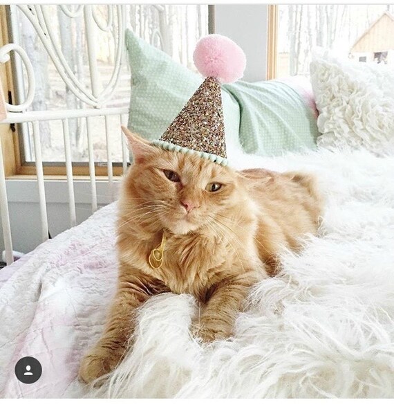 Animal Party Hat || Pet Party || Pet Toys || Dog Clothes || Pet Birthday Party || Dog Lover Gift || Cat Collar || Cat Costume