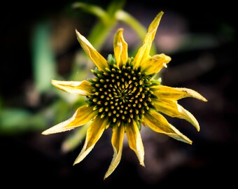 Yellow Flower - Wall Art Print