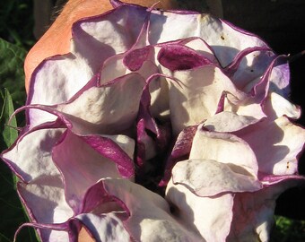 25 Purple Angel Trumpet Seeds-1058