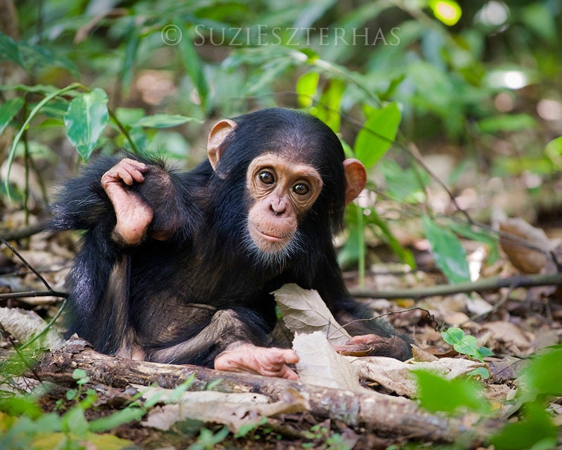  Cute  Baby  Chimpanzee  Photo Print Baby  Animal Photograph