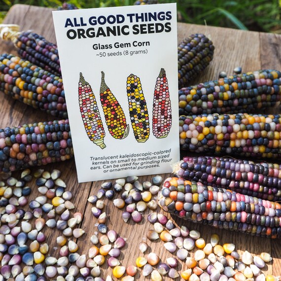 Glass Gem Corn Seeds 50 Certified Organic NonGMO