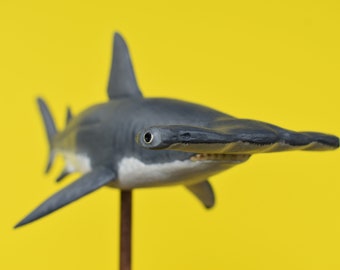 Scalloped Hammerhead Shark