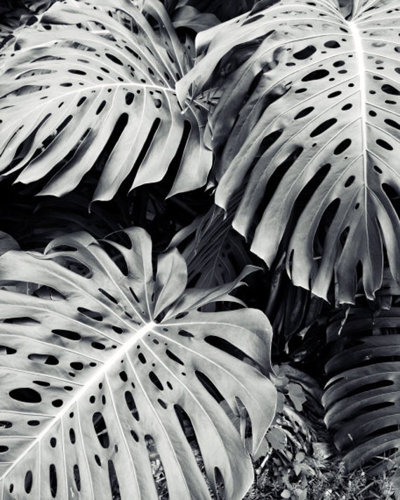 Black and White Tropical Wall Art Monstera Plant Leaves