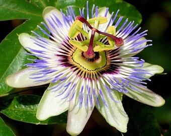 25+ BLUE PASSION FLOWER, Passiflora Caerulea / Easy Perennial / Deer Resistant / Fast growing Vine Flower Seeds