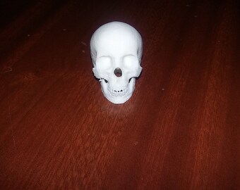 1/6 Scale 12 inch skull