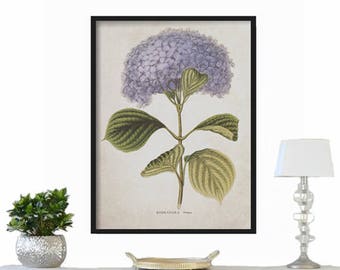Hydrangea Botanical Print - Large Print - Vintage Print - Wall Hanging - Farmhouse Decor - Rustic Decor - Vintage Print - French Country