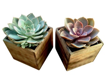 Urban Living Wood Box Succulent - wedding centerpiece, table centerpiece, desk decor, succulent planter, desk accessories, succulent gifts