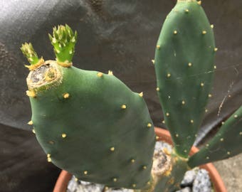 Prickly Pear - Opuntia paddles ( 8" to 10" tall)