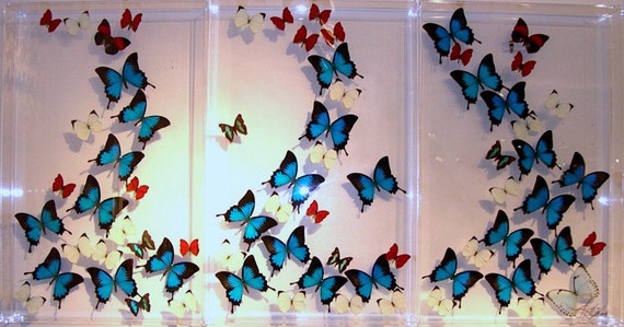 Atlantis - Three Panel Mural wall hanging display made with real butterflies