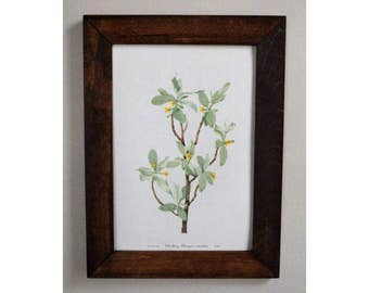 Framed Vintage 1950's Botanical Print