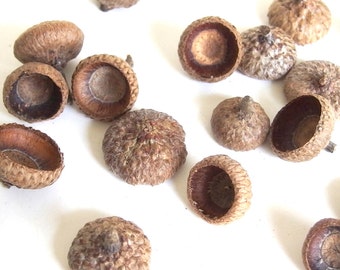 50 Acorn Caps Unfinished Medium Oak Tops O14