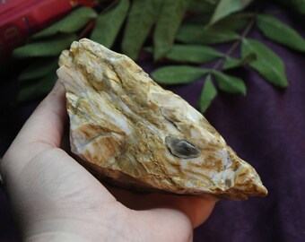 Petrified Agatized Wood / Fossilized Tree Specimen / Metaphysical Crystals / Ancient Wisdom and Magic / Grounding Stone/eco-friendly
