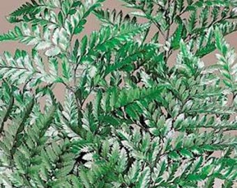 Preserved Leatherleaf | Dried Fern | Leatherleaf Fern | Leather Fern | Rumohra adiantiformis