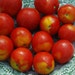 Organically Grown, non-GMO, Heirloom Alaskan Fancy Tomato Seed