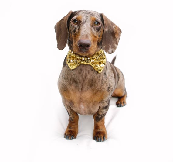 Bowtie For Dog || Cat Neck Tie || Bowtie for Kitty || Pet Bow Tie || Cat Costume