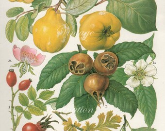 Vintage Botanical Print Antique QUINCE blossoms 63, plant print botanical print, bookplate art print, apple fruit plants plant wall print