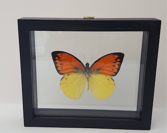 Black frame butterfly