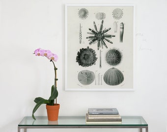 sea urchin archival print, sea urchin art print, antique sea shell print, seashell plate, natural history print, beach house art, wall art