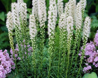 PBLIA)~WHITE BLAZING Stars~Seeds!!!~~~~~Outstanding!