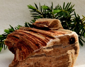 Petrified Wood - from Oregon. Fossil wood, Polished stones, Agatized wood, rocks and minerals, healing stone, root chakra, paperweight