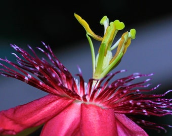 Fiery Passion Flower