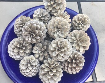 Bleached Pinecones (set of 15), Beached pine cones