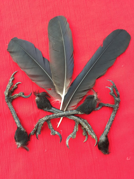 Cómo Se Escribe Plumas En Inglés