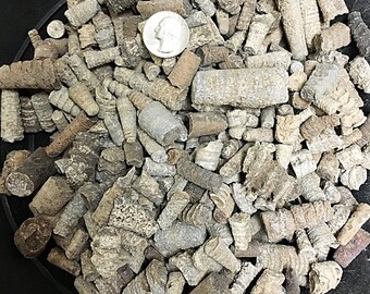 1 Pound of Fossilized Orthoceras - Bulk Fossils - Great for Jewelry/Crafts!