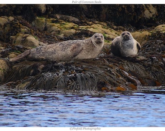 Photo Print 'Pair of Common Seals'
