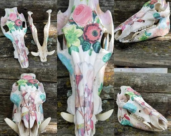 Decopauged Wild Hog Skull