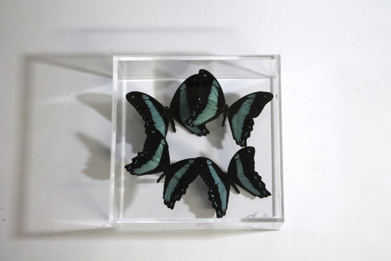 Phorcas 7x7 panel with real butterflies