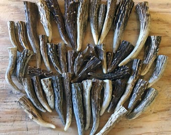 12 Pack - A Grade- (gnarly) Deer Antler Brow Tine Tips, Points - Size 2" to 4"
