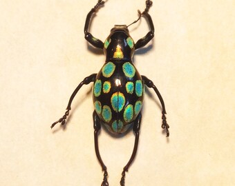 WEEVIL MANIA - Real beetle framed - Pachyrrhynchus gemmatus