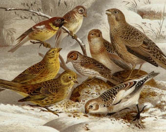 1894 Antique lithograph of SPARROW BIRDS. Sparrows. Birds. Buntings. Ornithology. Songbirds. 124 years old gorgeous print