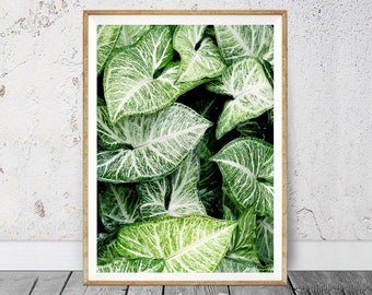 Botanical Print, Tropical Print, Nature Photography, Large Poster Print, Leaf Print, Tropical Decor, Succulent Art, Green Leaf Poster, Plant
