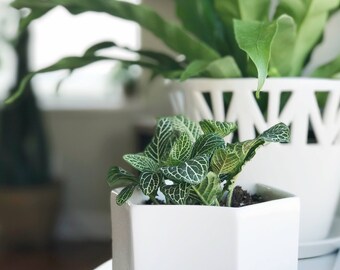 White Hexagon Planter