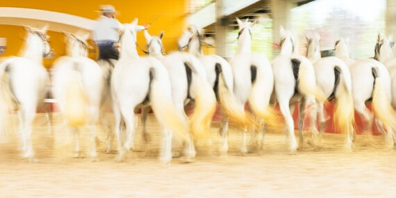 Horse Prints, "FAIRYTALE HORSES 2". white horses, horse print, Equestrian Art Prints, equine art Print, Spanish Horse Prints