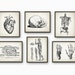 Human Anatomy Antique Art Print Set of 6 Vintage Anatomy