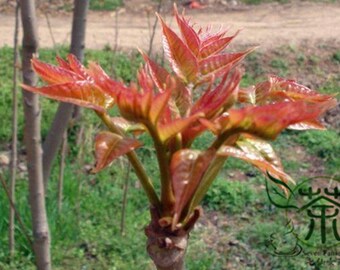 Toona Sinensis Seeds, Chinese Toon Shoots Tree Seeds, Mahogany Cedar Xiangchun. QTY.200pcs/bag +