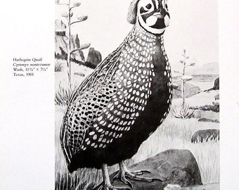 The Harlequin Quail - Bird Print - Louis Agassiz Fuertes Art - 1982 Vintage Book Page - Nature Art - 8 x 11